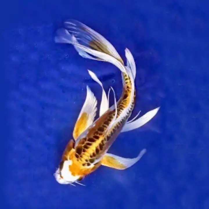 Detail Koi Metalik Nomer 5