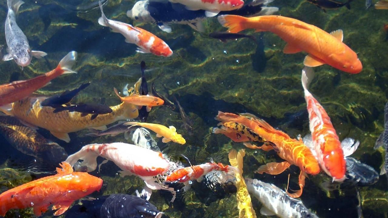 Detail Koi Pond Live Wallpaper Nomer 3