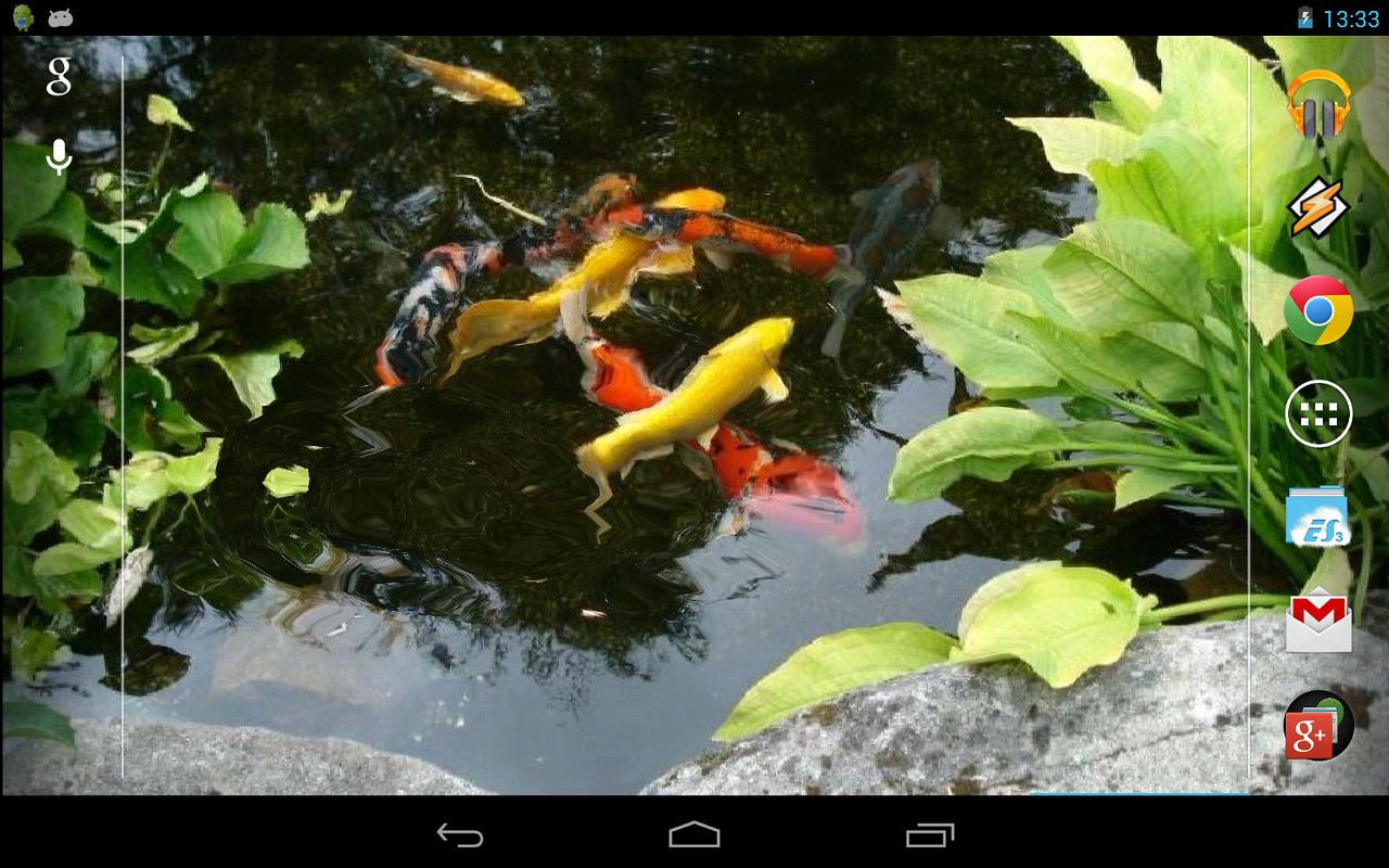 Detail Koi Pond Live Wallpaper Nomer 25