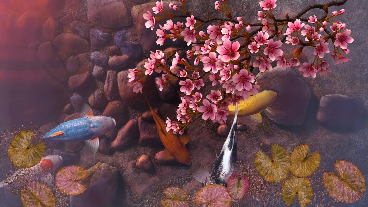 Detail Koi Pond Live Wallpaper Nomer 58