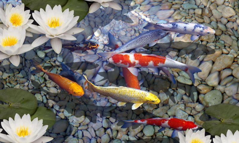 Detail Koi Pond Live Wallpaper Nomer 7