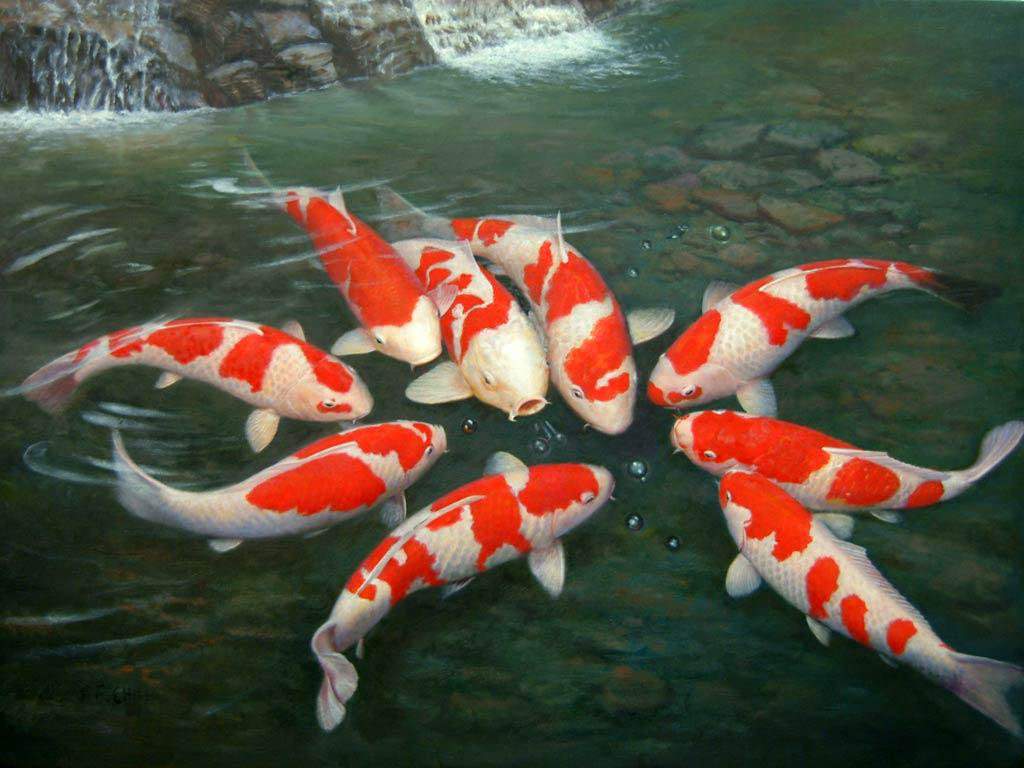 Detail Koi Pond Live Wallpaper Nomer 9