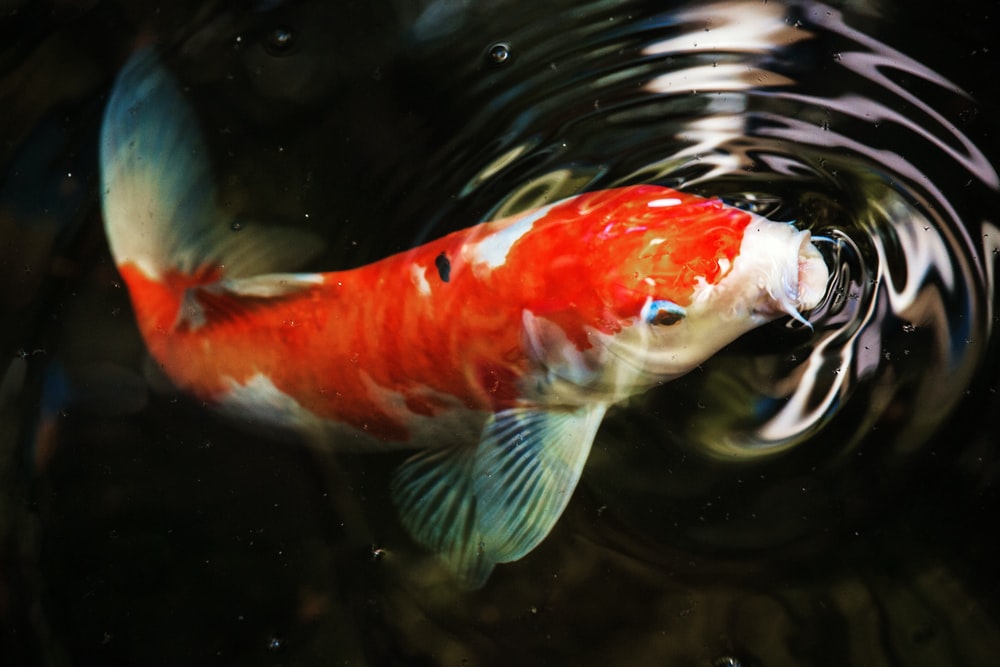 Detail Koi Wallpaper Hd Nomer 15