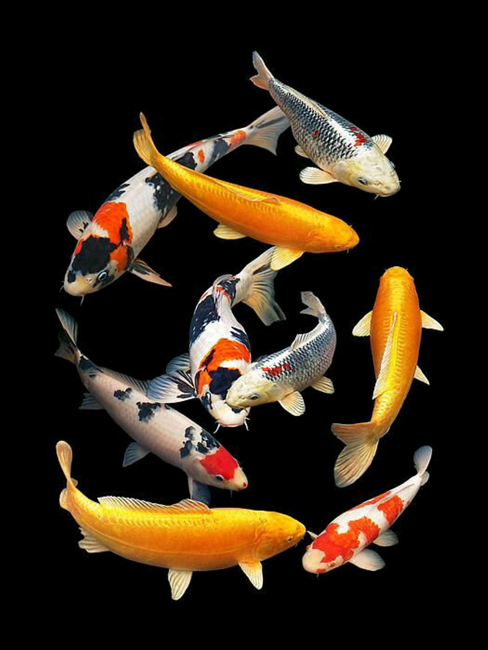 Detail Koi Wallpaper Hd Nomer 19