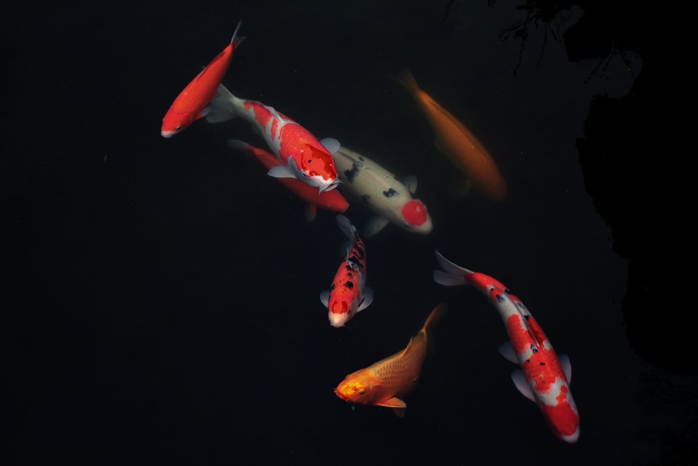 Detail Koi Wallpaper Hd Nomer 37