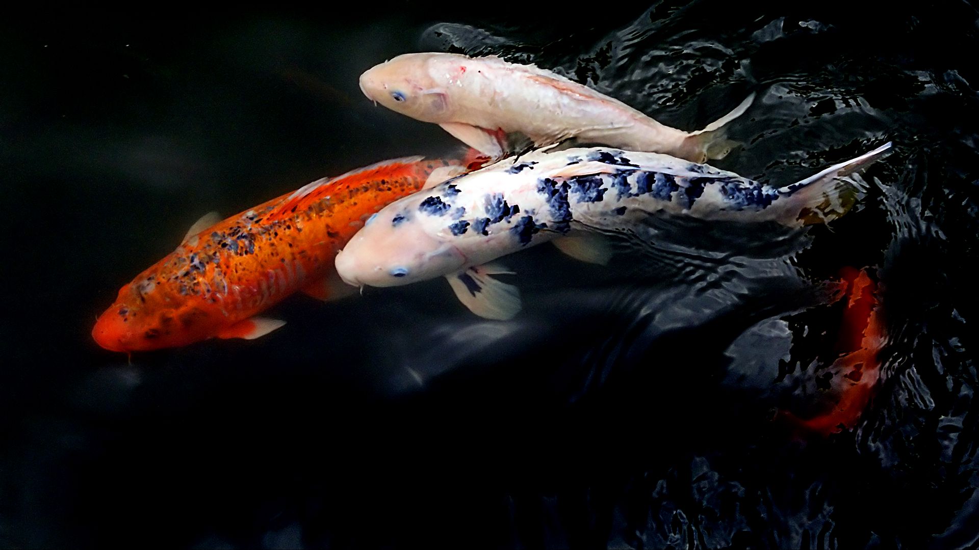 Detail Koi Wallpaper Hd Nomer 40