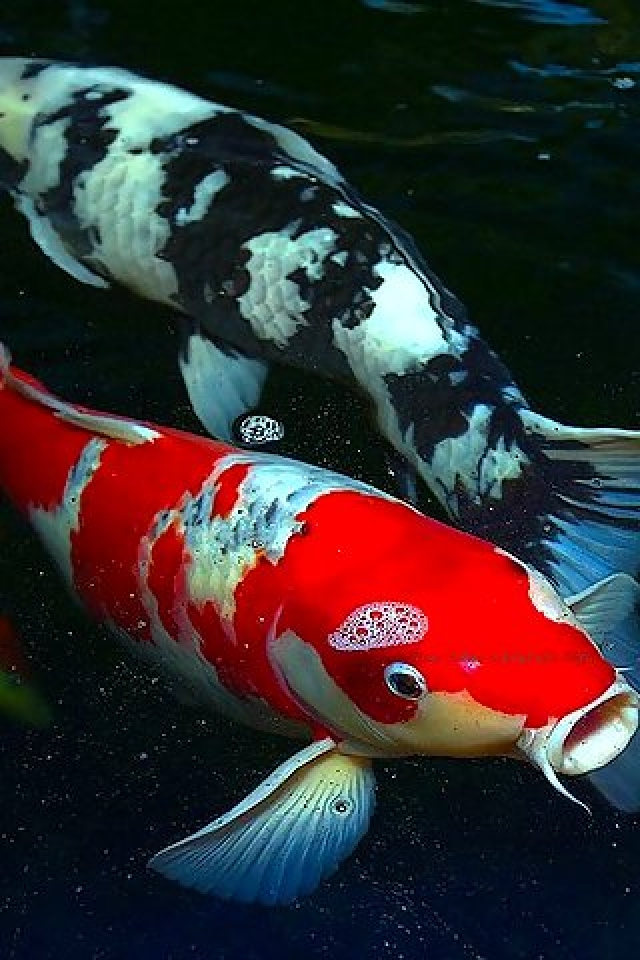 Detail Koi Wallpaper Hd Nomer 57