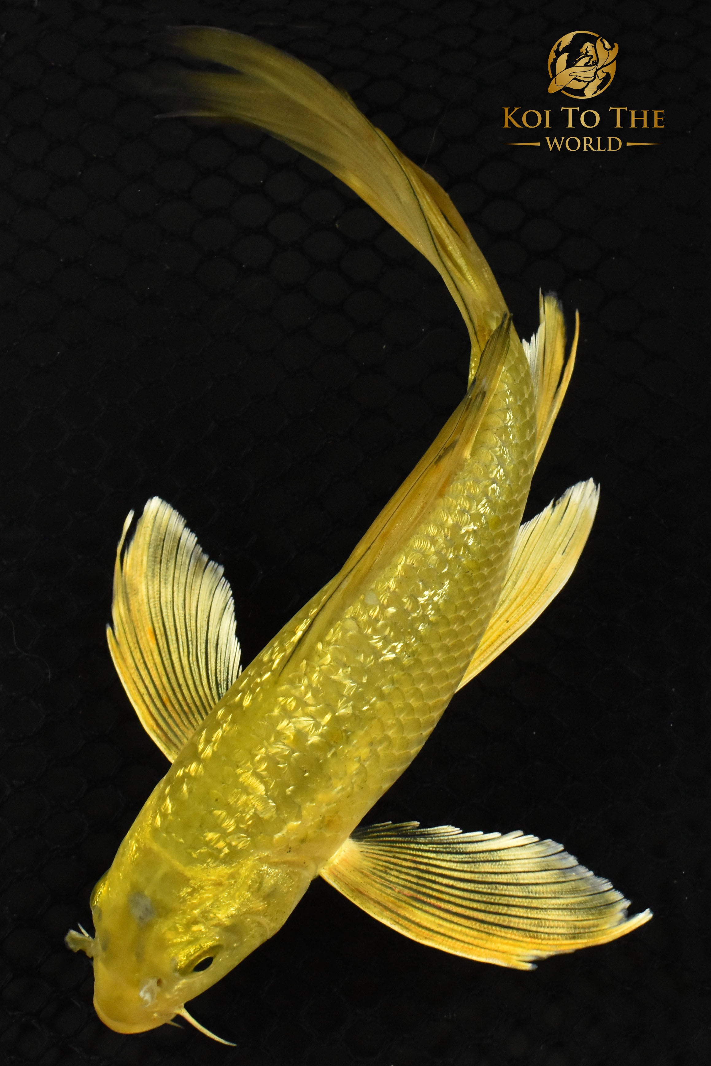 Detail Koin Gambar Golden Fish Nomer 22