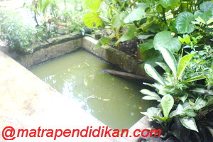 Detail Kolam Ikan Di Pekarangan Rumah Nomer 31