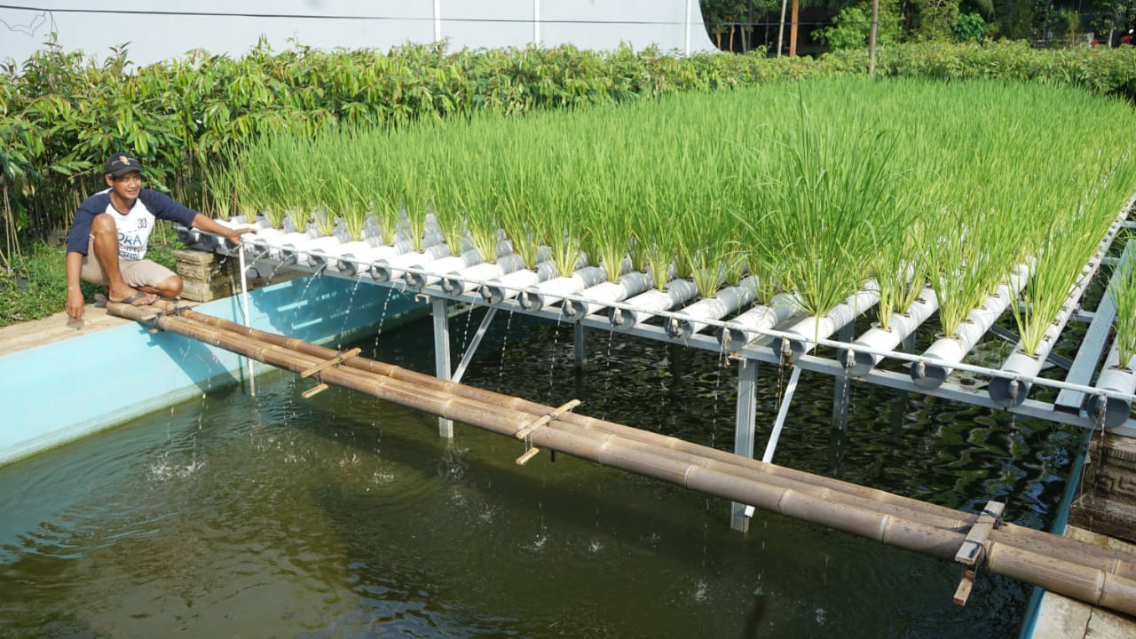 Detail Kolam Ikan Di Sawah Nomer 5