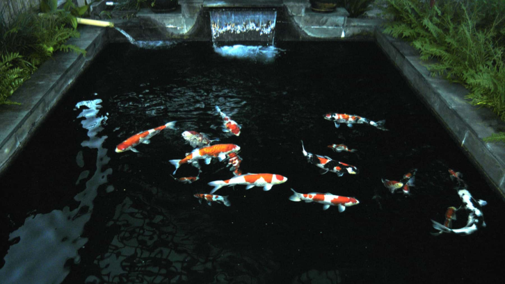 Detail Kolam Ikan Koi Dalam Rumah Nomer 17