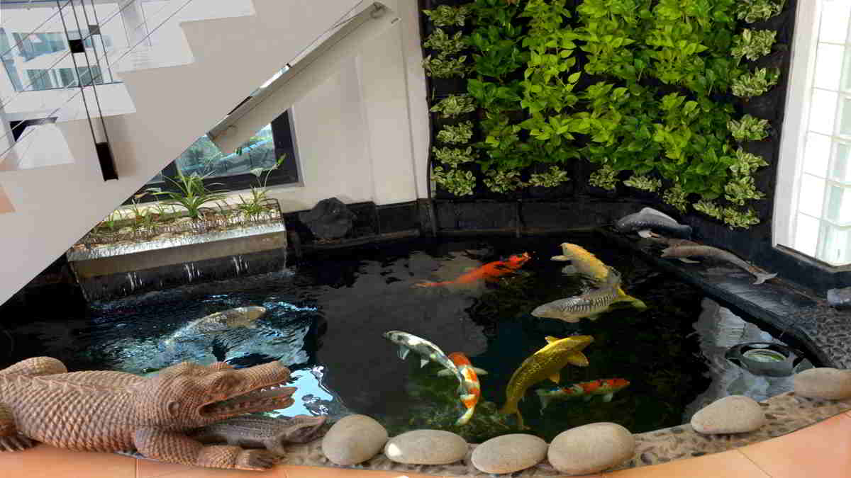 Detail Kolam Ikan Koi Dalam Rumah Nomer 30