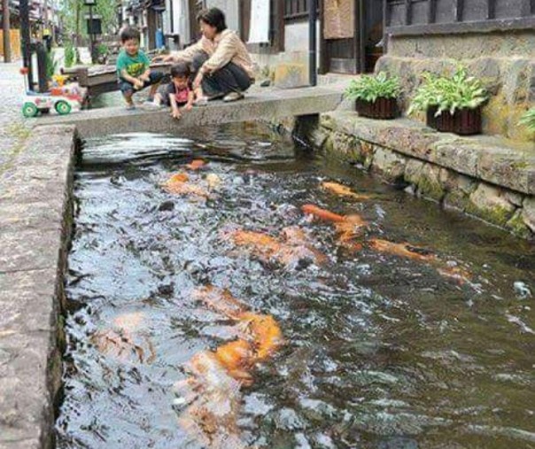 Detail Kolam Ikan Koi Dalam Rumah Nomer 52