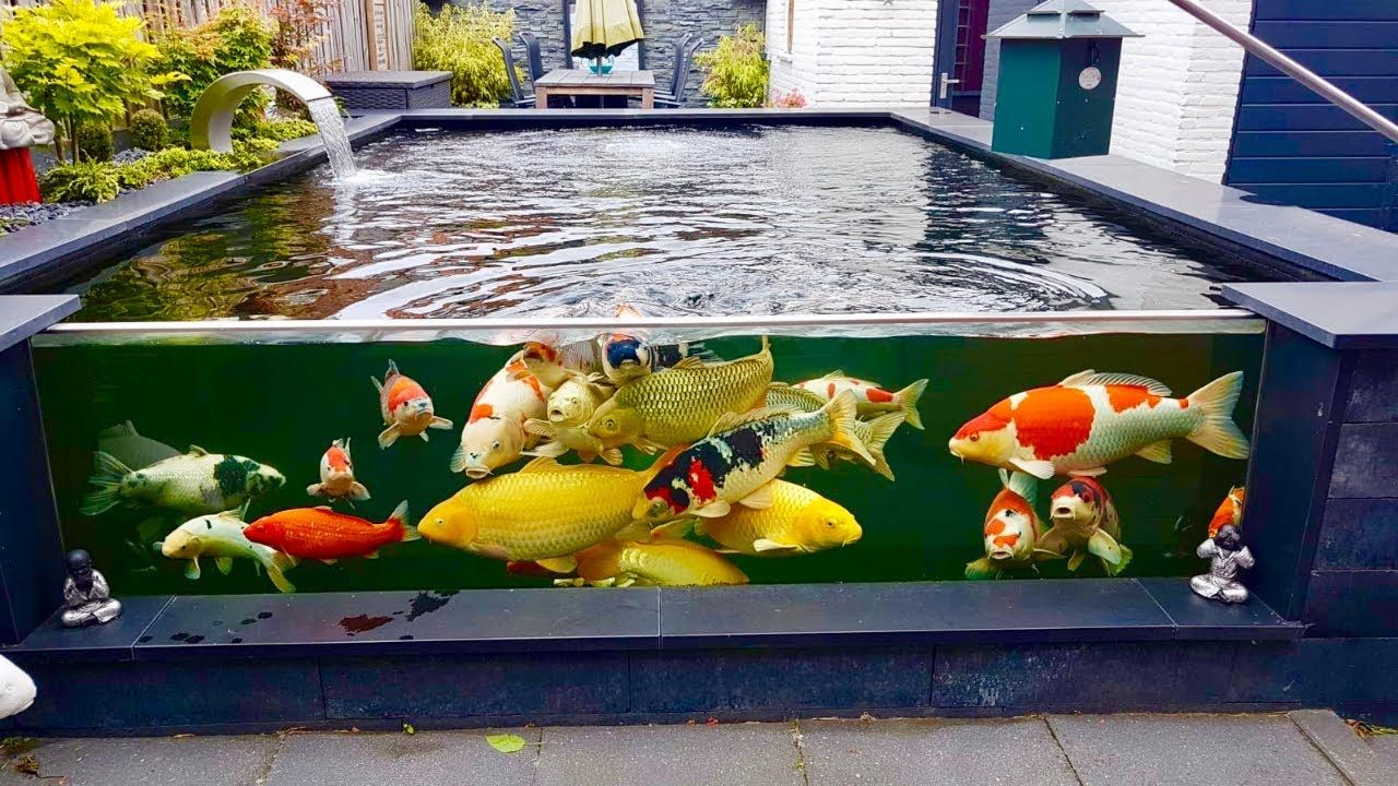 Detail Kolam Ikan Koi Di Dalam Rumah Nomer 15