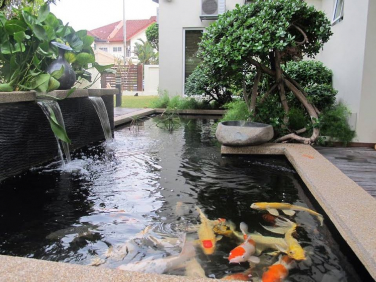 Detail Kolam Ikan Koi Di Dalam Rumah Nomer 25