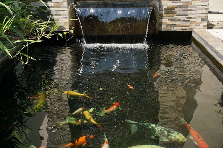 Download Kolam Ikan Koi Di Dalam Rumah Nomer 55