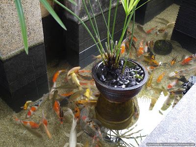 Detail Kolam Ikan Mini Diy Nomer 43