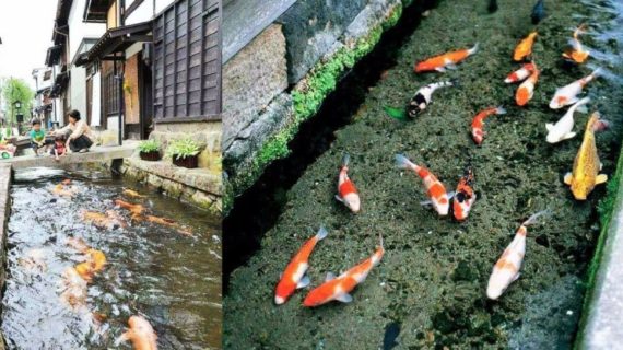 Detail Kolam Koi Dalam Rumah Nomer 55