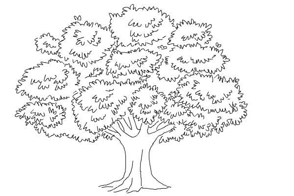 Detail Menggambar Pohon Mangga Nomer 5