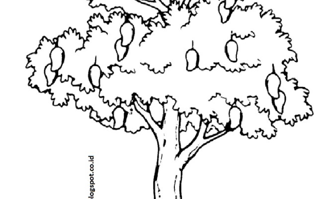 Detail Menggambar Pohon Mangga Nomer 39