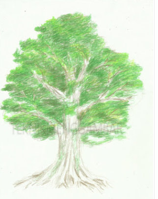 Detail Menggambar Sketsa Pohon Nomer 53