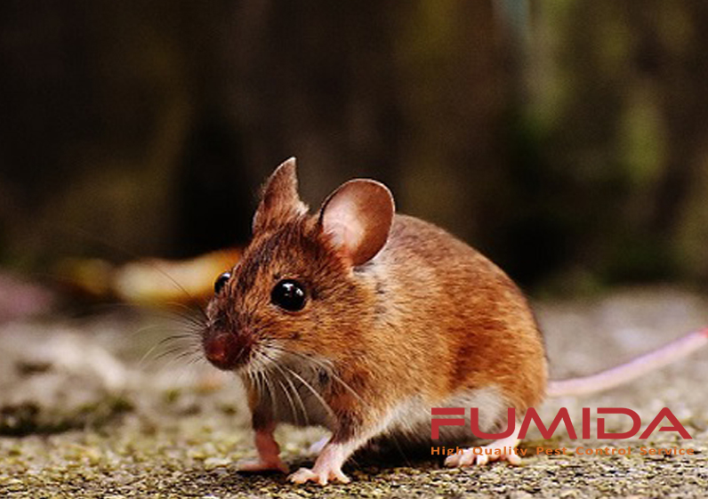 Detail Menghilangkan Tikus Di Rumah Nomer 19