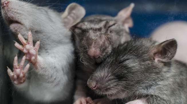 Detail Menghilangkan Tikus Di Rumah Nomer 38