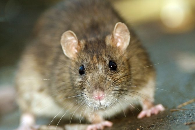 Detail Menghilangkan Tikus Di Rumah Nomer 45