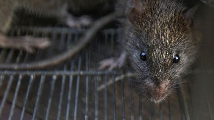 Detail Menghilangkan Tikus Di Rumah Nomer 52