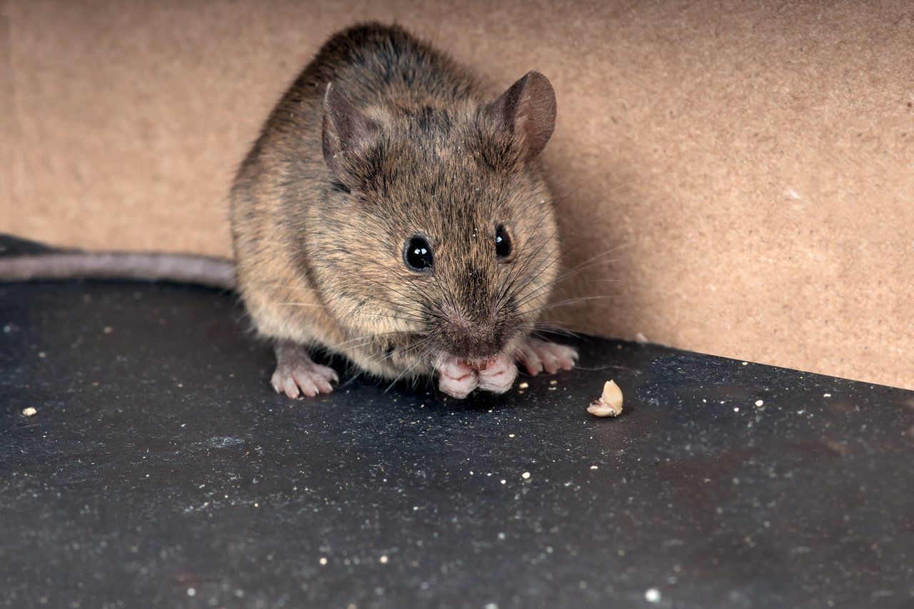 Detail Menghilangkan Tikus Di Rumah Nomer 9