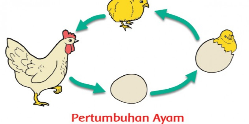 Detail Kolase Gambar Perkembangbiakan Ayam Nomer 2