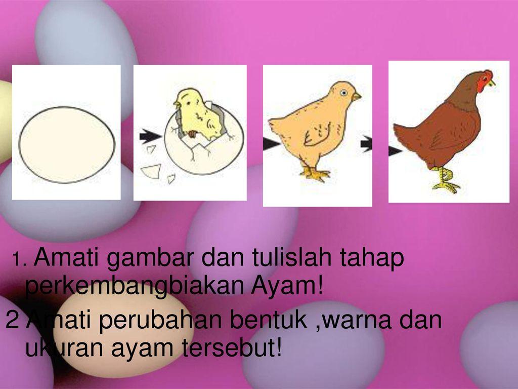 Detail Kolase Gambar Perkembangbiakan Ayam Nomer 4