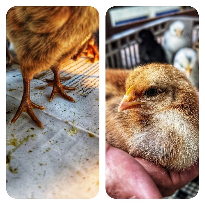 Download Kolase Gambar Perkembangbiakan Ayam Nomer 38