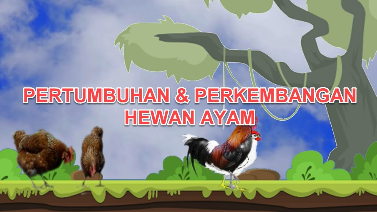 Detail Kolase Gambar Perkembangbiakan Ayam Nomer 43