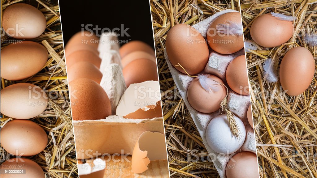 Detail Kolase Gambar Telur Ayam Nomer 42