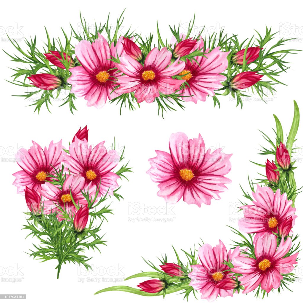 Detail Koleksi Gambar Bunga Nomer 10