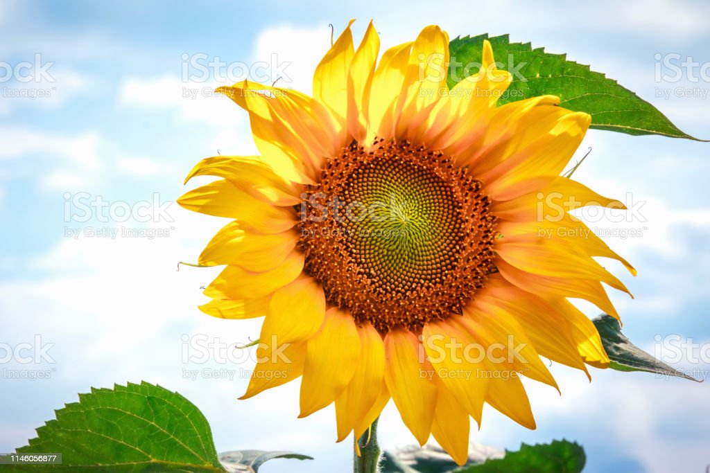 Detail Koleksi Gambar Bunga Matahari Nomer 30