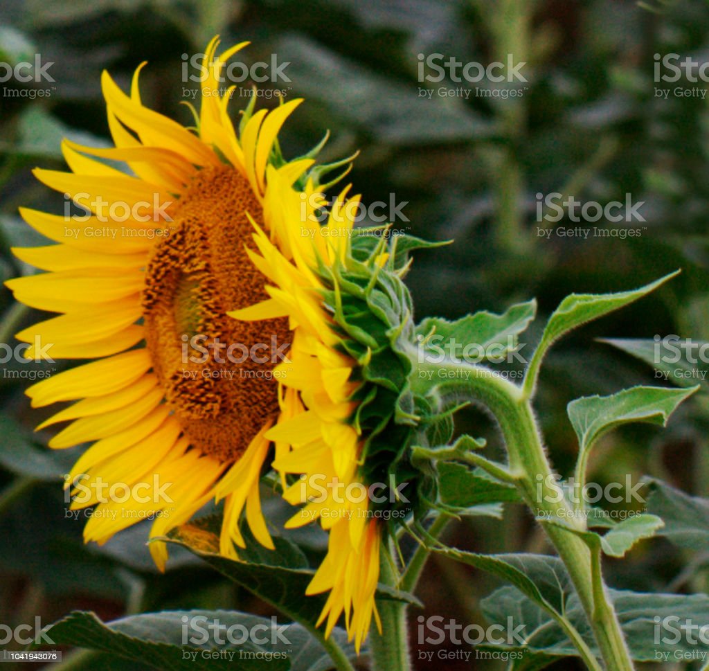 Detail Koleksi Gambar Bunga Matahari Nomer 37