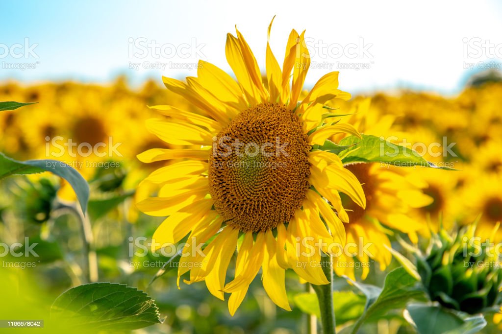 Detail Koleksi Gambar Bunga Matahari Nomer 42
