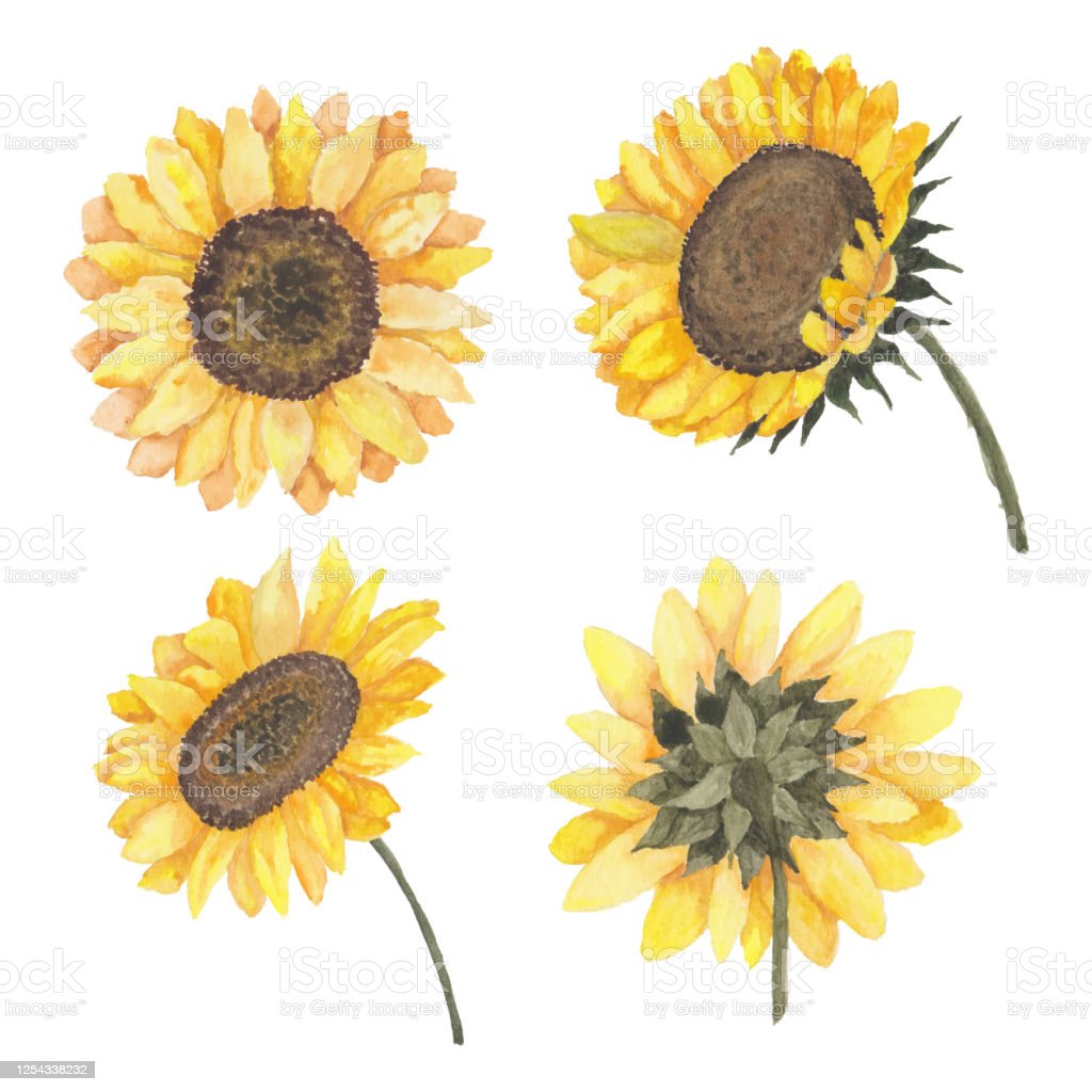 Detail Koleksi Gambar Bunga Matahari Nomer 47