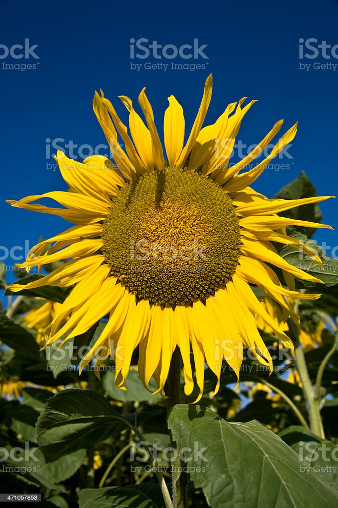 Detail Koleksi Gambar Bunga Matahari Nomer 56