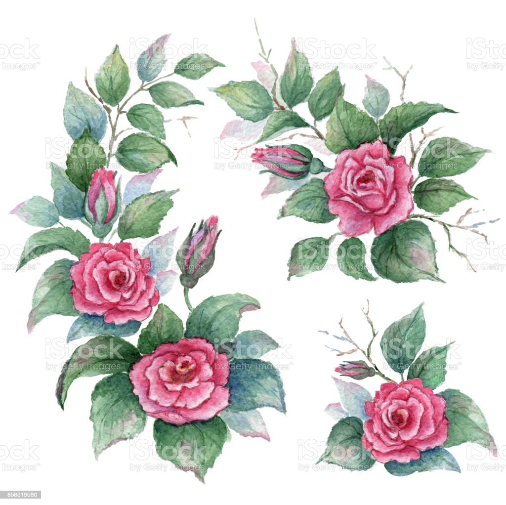 Detail Koleksi Gambar Bunga Mawar Nomer 30