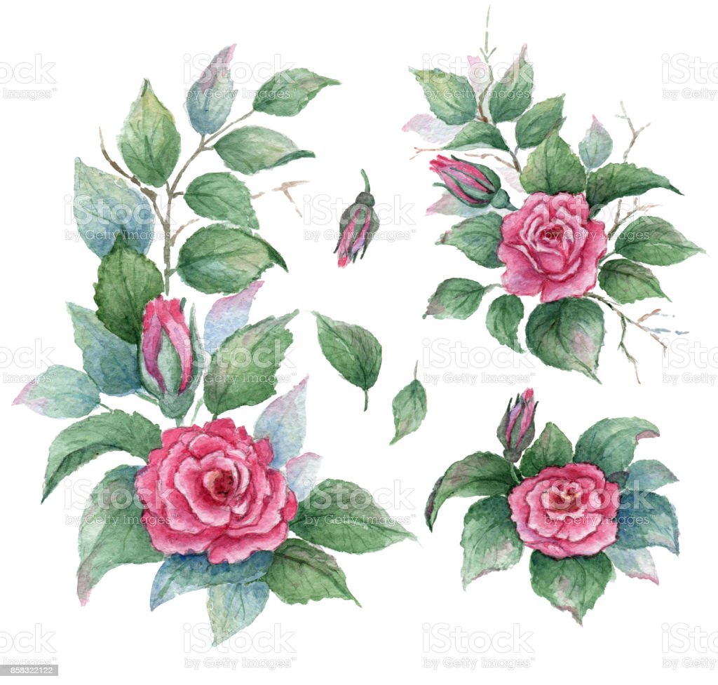 Detail Koleksi Gambar Bunga Mawar Nomer 33