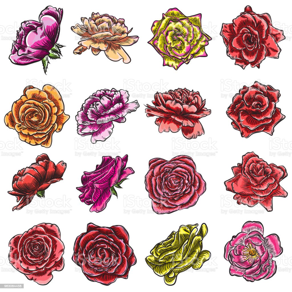 Detail Koleksi Gambar Bunga Mawar Nomer 55