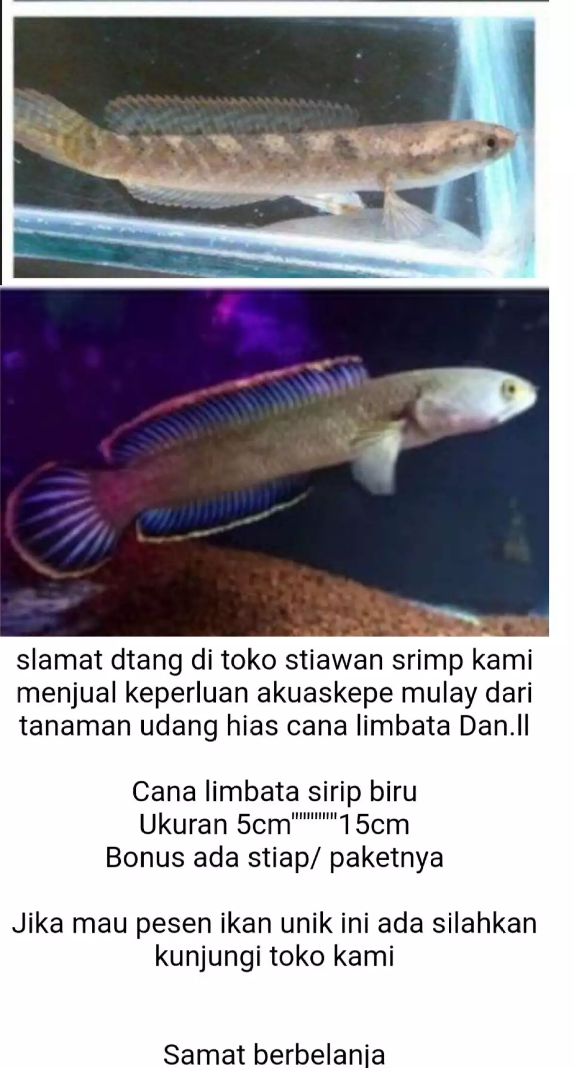 Detail Koleksi Gambar Ikan Nomer 25