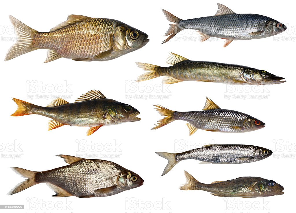 Detail Koleksi Gambar Ikan Nomer 34