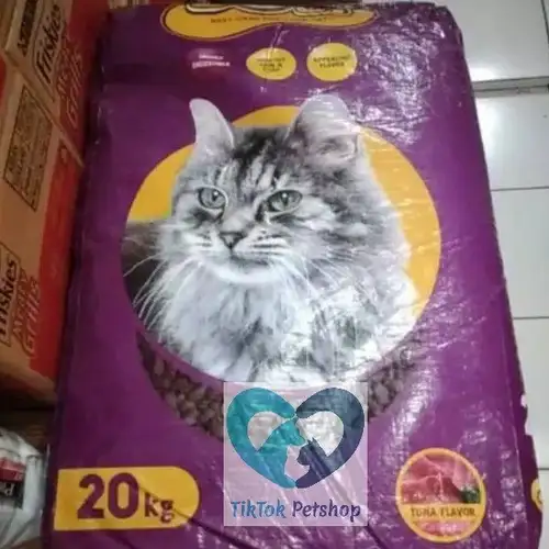 Detail Koleksi Gambar Kucing Anggora Nomer 38