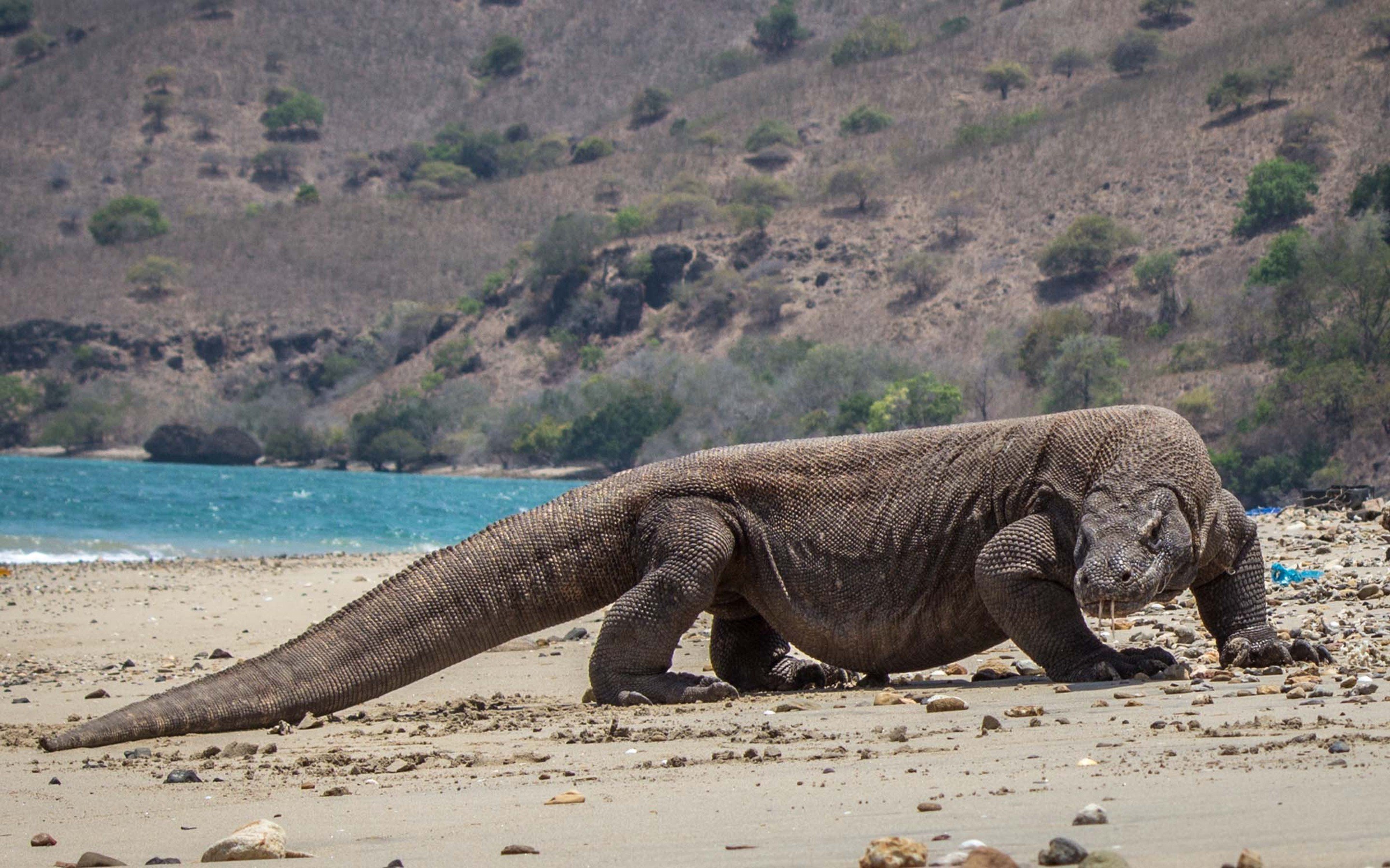 Detail Komodo Island Wallpaper Nomer 26