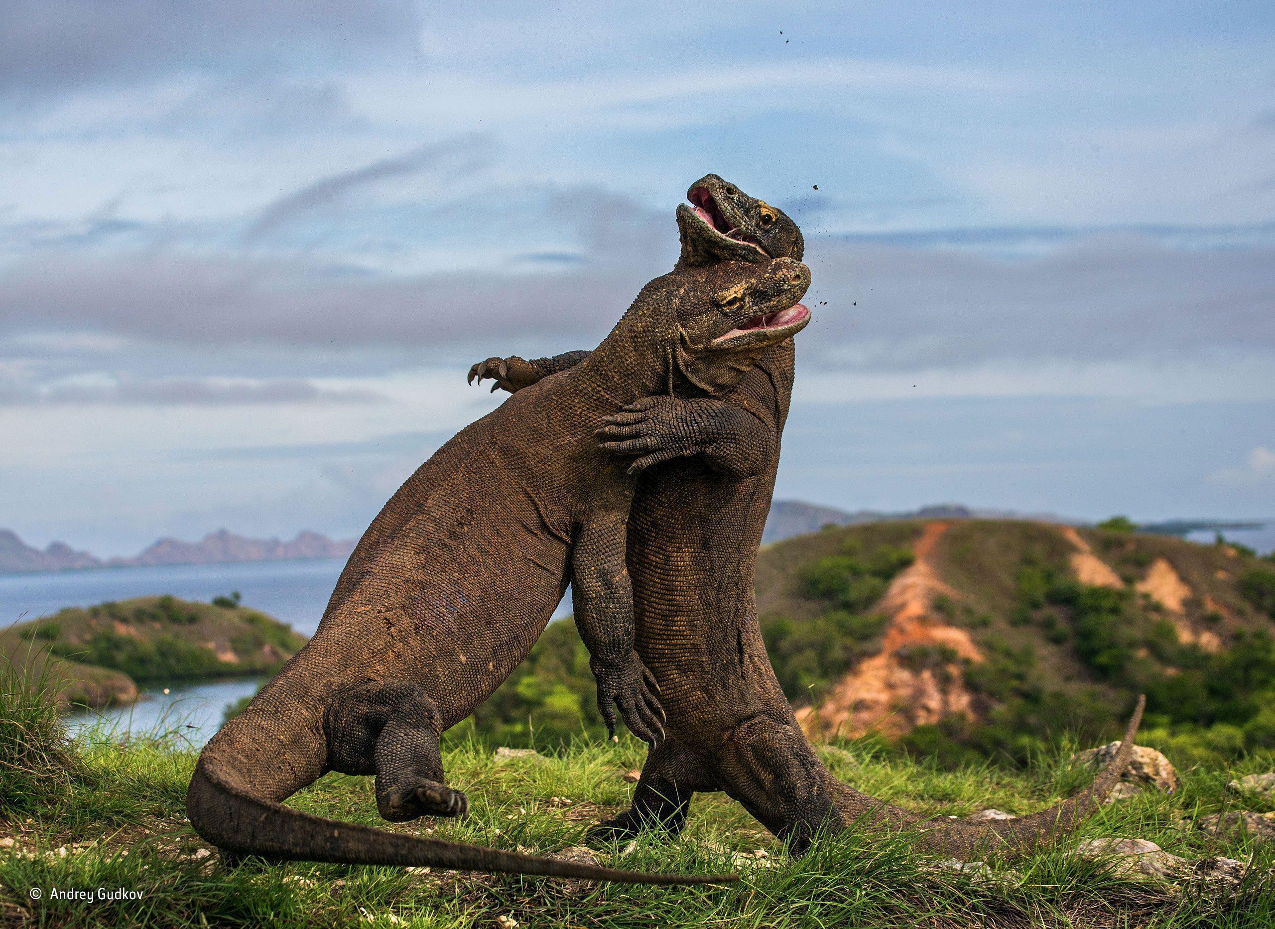 Detail Komodo Island Wallpaper Nomer 6