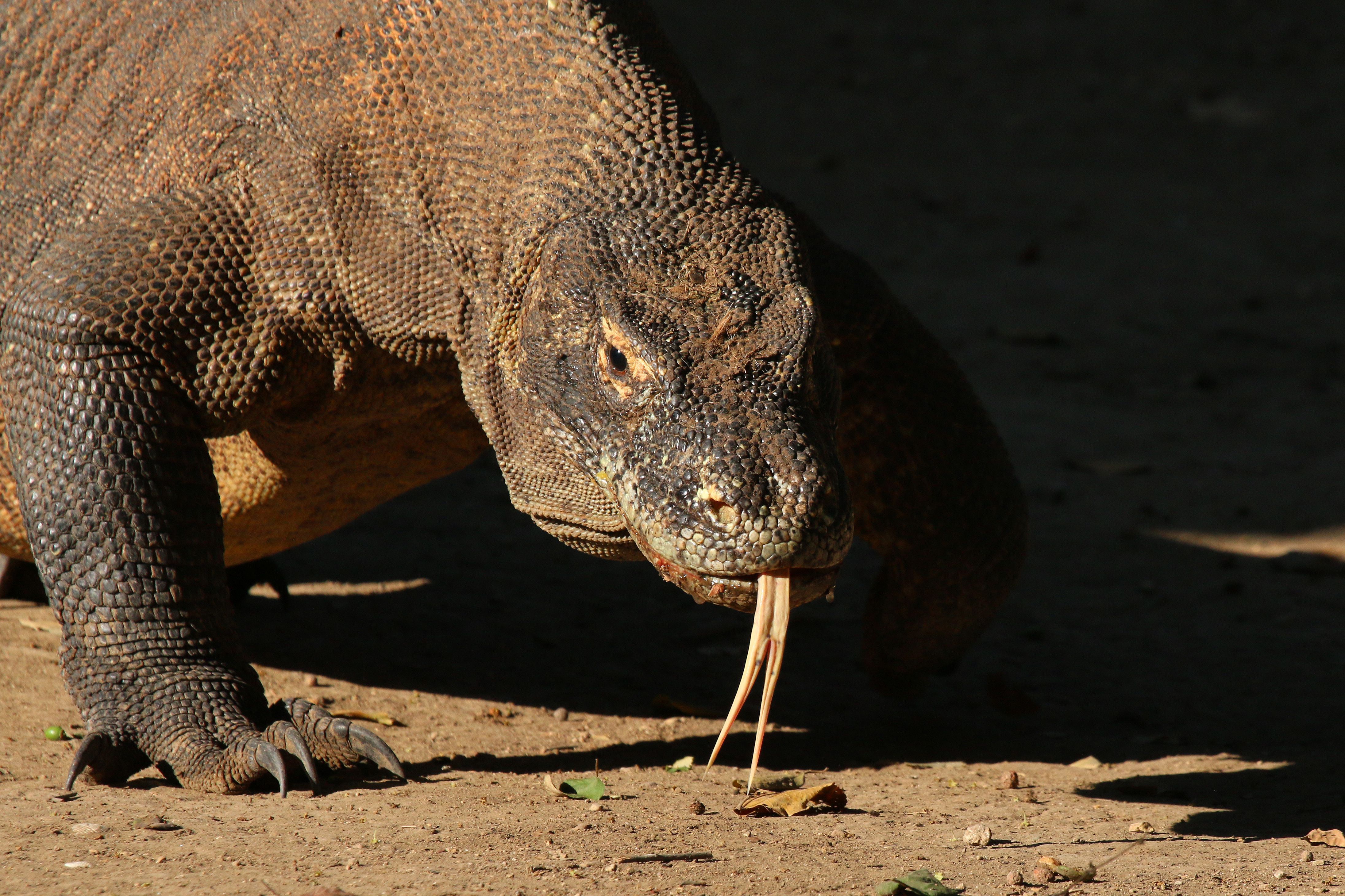 Detail Komodo Island Wallpaper Nomer 51